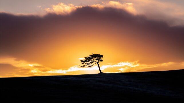 Solitary Pine Tree Silhouetted Against a Vibrant Orange Sunset Sky with Dramatic Clouds image photo