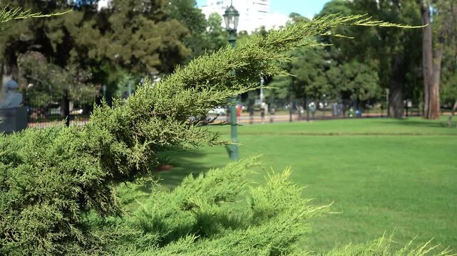 Lush green coniferous branch swaying in city park