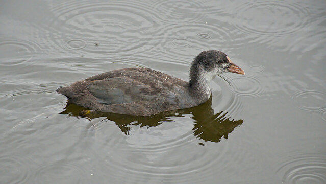 young coot foraging  in the rippling water of a pool in bourgoyen nature reserve Ghent, Flanders, Belgium 