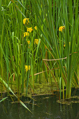 Obraz premium Yellow iris flowers in the swamp - Iris pseudacorus. 