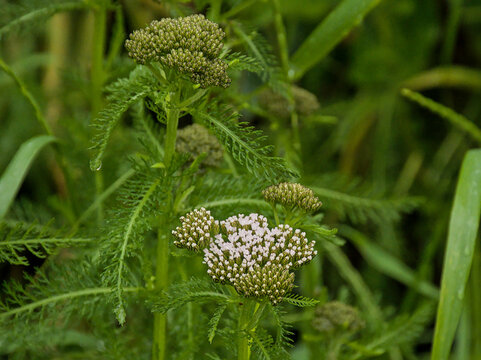 Buds opening to flowers of common yarrow - Achillea millefolium. 