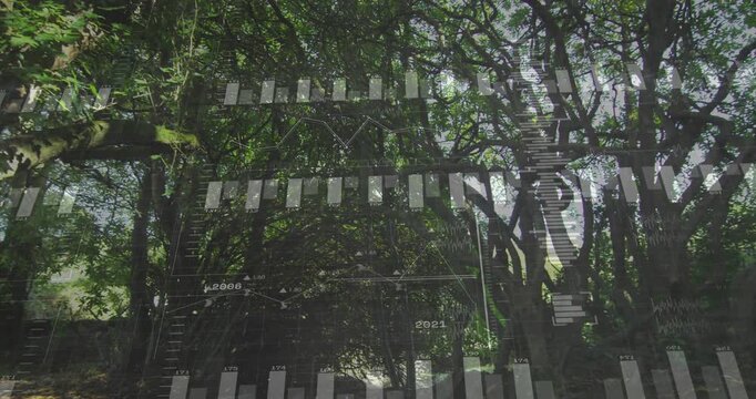 On start translucent bar graphs appearing over multi-trunked tree analyzing structure fading away