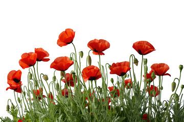Fototapeta premium Red corn poppies blooming in green field, creating vibrant floral pattern, isolated on transparent background