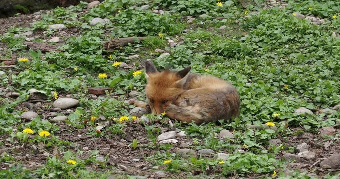 A young Red fox (Vulpes vulpes) with reddish-brown silky fur and amber-yellow eyes allows himself a short nap on a rocky, grassy embankment

