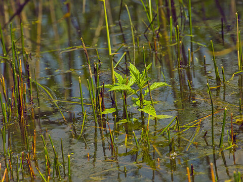 gypsywort with sunny green leaves in the water of a swamp in Bourgoyen nature reserve, Ghent, Flanders, Belgium