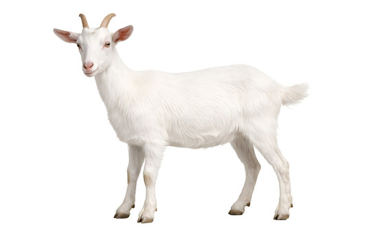 Farm livestock goat full body side view isolated on transparent background