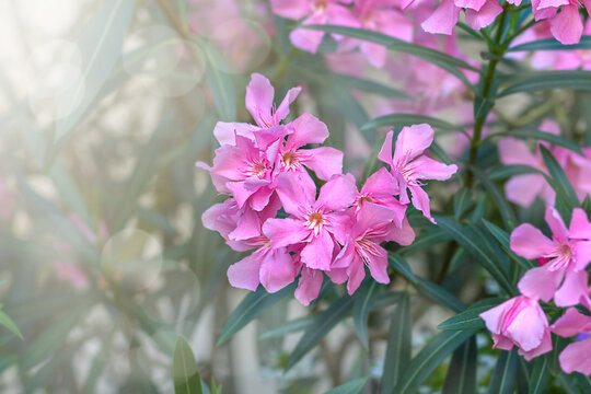 Nerium oleander, close-up of lilac oleander flowers.