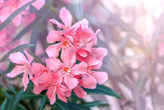 Beautiful pink flowers of Nerium oleander.