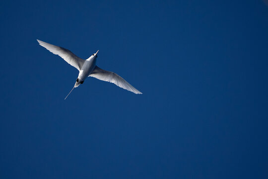 Eleganter Seevogel (Phaethon) mit langem Schwanz im Flug