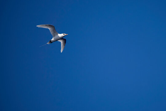 Wei&szlig;er Tropikvogel (Phaethon) im Flug vor strahlend blauem Himmel