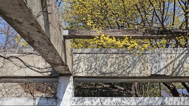 Spring Cornus Flower Tree Tilt Up to Sky 봄 산수유 꽃 나무 하늘 틸트 영상