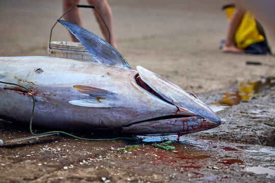 Nahaufnahme eines frisch gefangenen Thunfischs auf einem Fischmarkt