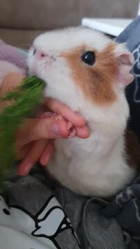 Funny guinea pig with appetite eats fresh green dill. Close-up of a pet, the concept of healthy animal nutrition and care