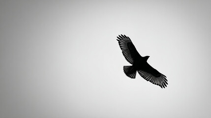 Fototapeta premium A solitary bird soaring through a bright, monochrome sky.