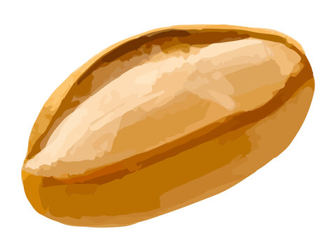 フランスパン(クッペ)のリアル調厚塗りイラスト ベーカリー パン説明用素材