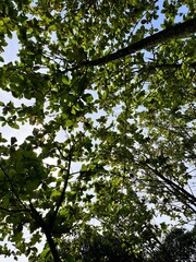 Fototapeta premium High-quality nature photograph of green tree canopy viewed from below looking up at lush leaves and branches with sunlight filtering through