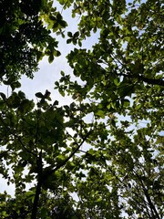 Fototapeta premium High-quality nature photograph of green tree canopy viewed from below looking up at lush leaves and branches with sunlight filtering through