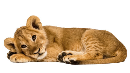 Obraz premium Captivating portrait of a sweet baby lion cub relaxing and looking directly at camera