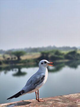 A seegull see on front, beatiful bird, seagull, sky blue, natural bird, hungty bird, feather