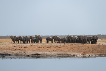 Obraz premium African Elephant lining up ready to stir up Mud and Water at a waterhole in Etosha National Park, Namibia, Africa