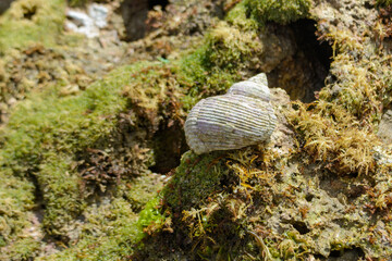 Snail house on the reef © Raden_Yogana