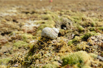 Spiral shell of sea snail house © Raden_Yogana