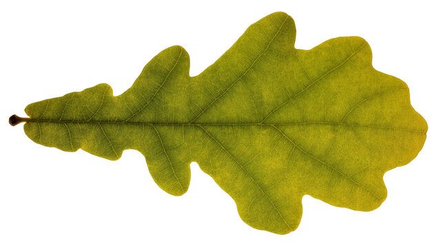 Vibrant green oak leaf close-up with clear venation highlighting its organic beauty