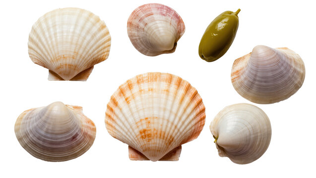 Vibrant assortment of natural marine seashells presented with a single green olive.