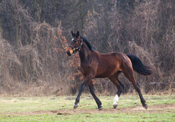 Młody ogier biegający po wiosennym pastwisku © kubikactive