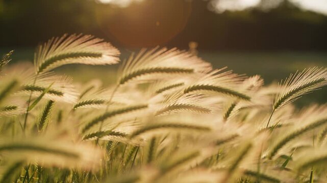 Swaying foxtail grass seed heads catching low sun backlight in meadow, with lens flare