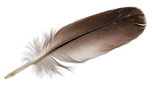 Soft textured bird feather, natural earthy brown and gray tones, lightweight and delicate