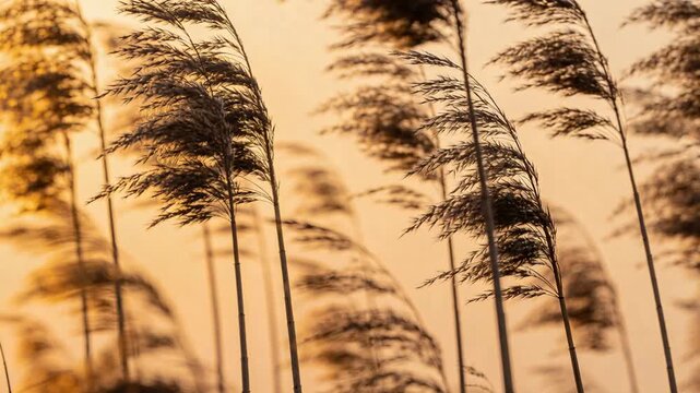 Reed cluster swaying in warm backlit glow, gusts bending plumes into layered silhouettes for design
