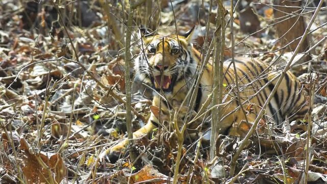 Subadult Royal Bengal Tiger Hunting Spotted Deer in Daylight at Panna Tiger Reserve India