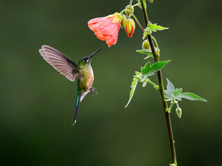 Fototapeta premium Female Long-tailed Sylph Hummingbird Hovering Near Orange Flower