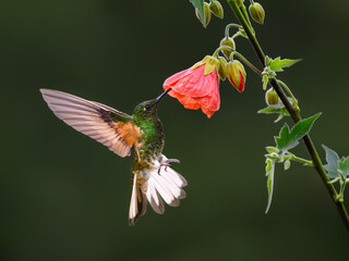 Fototapeta premium Buff-tailed Coronet Hummingbird Hovering Near Pink Abutilon Flower