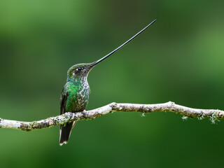 Fototapeta premium Sword-billed Hummingbird Perched on Branch with Long Bill Displayed