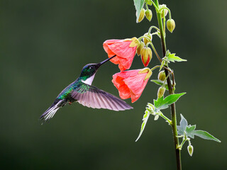 Fototapeta premium Collared Inca Hummingbird Hovering and Feeding on Bell Flower