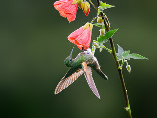 Fototapeta premium Buff-tailed Coronet Hummingbird Hovering Near Pink Abutilon Flower