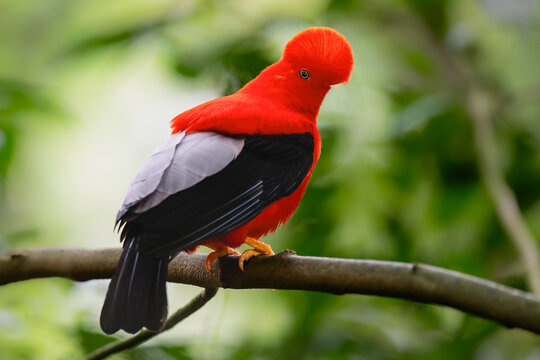 Male Andean Cock-of-the-Rock Perched on a Branch in Rainforest