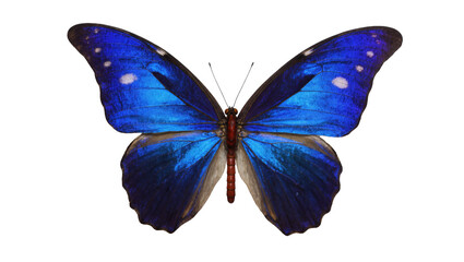 Beautiful vibrant blue butterfly with wings spread wide, showcasing intricate patterns © Isabel