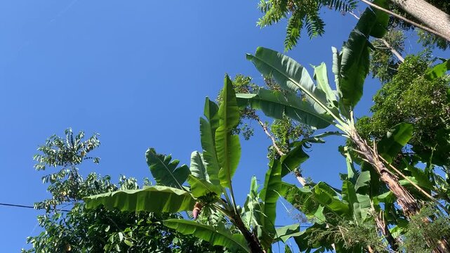 Peaceful Rural Environment of West Java With Lush Vegetation, and Calm Atmosphere in Indonesian Countryside West Bandung Regency West Java, Indonesia