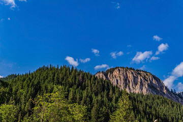 Landscapes, Forest, Carpathians, Photos of nature - Europe, Eastern Europe