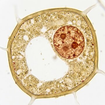 Onion Epidermal Cell Allium Cepa showing Nucleus and Vacuole in Light Microscopy Concept of Plant Biology