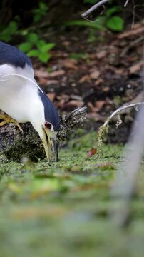 Black-crowned night heron using bill vibration to lure prey, fishing behavior in wetland