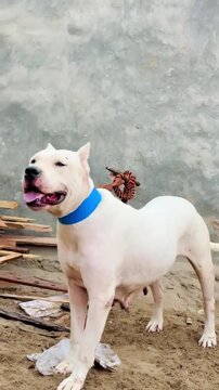Purebred White Gultair Dog with Blue Collar in a Rural Setting