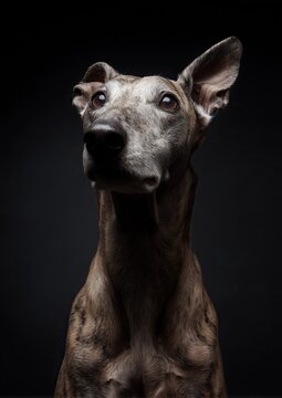 Beautiful studio portrait of a Barzoi dog with elegant posture and soft lighting.