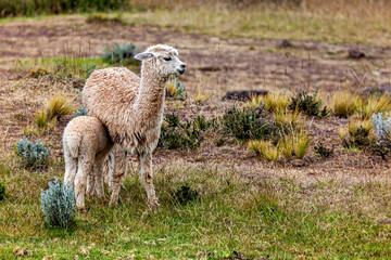 Naklejka premium Llama in the fields near Puno, Peru (Lama glama)