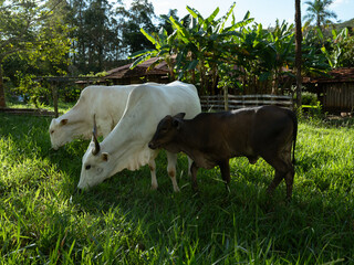 Gado de corte, Nelore pastando, bezerro mamando © GUSTAVOLACAMPOS