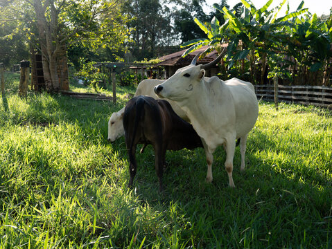 Gado de corte, Nelore pastando, bezerro mamando