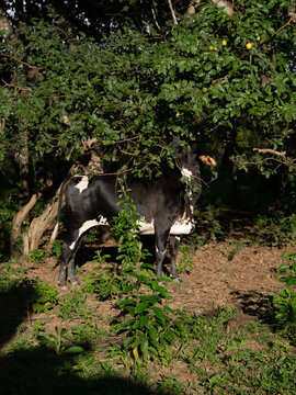Gado de corte, Nelore comendo goiaba no p&eacute;